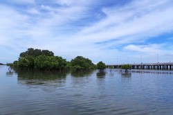 Ekowisata Mangrove Wanasari, Wisata yang Beda Banget di Bali