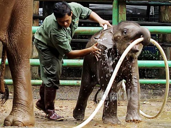 Perawatan Satwa di Ragunan Perawatan Satwa di Ragunan