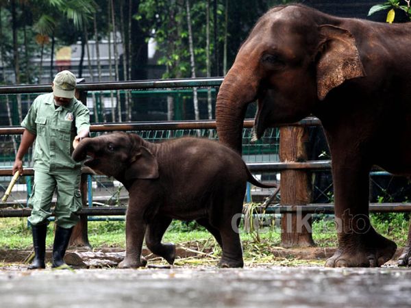 Pangeran Lahir di Kebun Binatang Ragunan