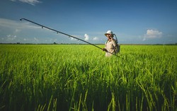 Pestisida yang Terkandung pada Bahan Makanan di Amerika Masih dalam Batas Aman