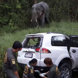 Mobil Van Tabrak Gajah di Thailand, 6 Orang Tewas