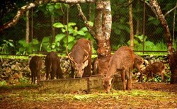 Asyik! Gresik Tambah 17 Destinasi Wisata di Pulau Bawean