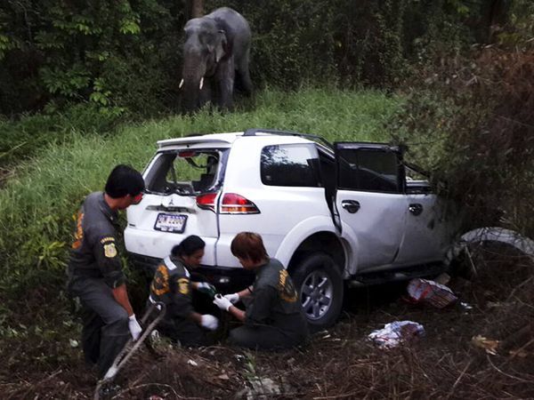 Mobil Tabrak Gajah, 6 Orang Tewas 