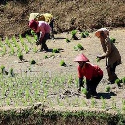 Indonesia Harusnya Bisa Jadi Raja Pertanian Dunia