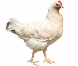 Penelitian: Ayam Bisa Bantu Sembuhkan Masalah Pendengaran