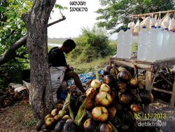 Legen dan Siwalan, Si Pelepas Dahaga di Sepanjang Pantura