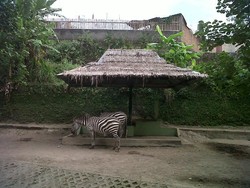 Akhir Pekan di Yogyakarta, Saatnya Datang ke Gembira Loka