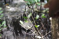 Yang Beda di Bali, Bertualang ke Hutan Mangrove
