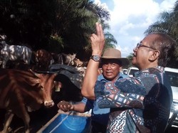 Perusahaan Sawit yang Buka Lahan Peternakan Sapi Bakal Dapat Bantuan