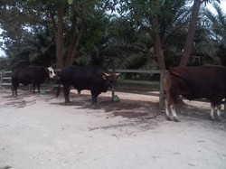 Ini Kelebihan Sistem Peternakan Sapi di Lahan Sawit