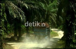 Menhut Sebut Ada Sejuta Hektar Lahan Sawit Tanpa Izin di Riau