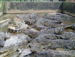 Uji Nyali Masuk Kandang Buaya di Medan, Berani?
