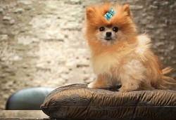 Unicorn & 7 Permintaan Paling Aneh dari Tamu Hotel (1)