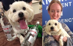 Vodka Justru Selamatkan Anjing Ini dari Keracunan