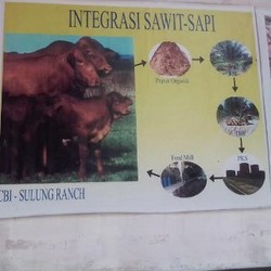Ini Dia Pembibitan dan Penggemukan Sapi di Lahan Sawit