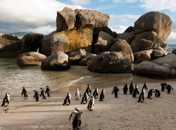 Pantai di Afrika Selatan Ini Jadi Surganya Penguin