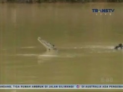 Buaya Rawa Masuk Pemukiman Warga