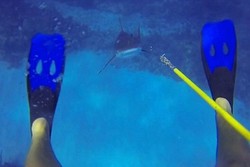 Video Menegangkan! Penyelam Melawan Hiu di Dalam Laut