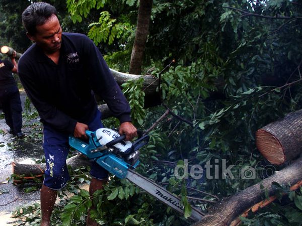 Pohon Tumbang Tutupi Jalur Pantura