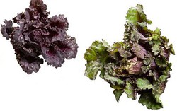 Brusselkale, Sayuran Lezat Bernutrisi Paduan dari Brussel Sprouts dan Kale