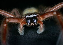 Pulang dari Afrika, Tas Turis Ini Berisi Laba-laba Raksasa!