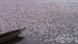 5 Foto Mata-Mata Terbaik: Ribuan Ikan Mati Hingga Balita Iqbal