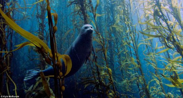 Anjing Laut Misterius Juarai Foto Bawah Laut