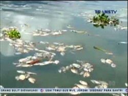 Ratusan Ton Ikan Mati di Danau Maninjau