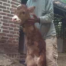 Bayi Sapi Berkaki Dua Hebohkan Warga Mojokerto