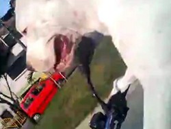 Anjing Ini Pandai Mengendarai Motor