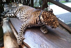 Makan Bareng Macan Tutul Jawa di Puncak, Siapa Takut?
