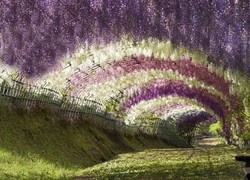 Indahnya! Terowongan Alami dari Bunga di Jepang