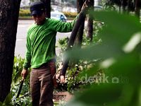 Cegah Tumbang, Petugas Tebang Pohon