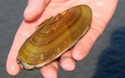 816 Kg Razor Clam dan Seafood Ilegal dari Skotlandia Ditarik dari Pasaran