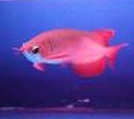 RI dan Malaysia Kerjasama Ekspor Arwana, Harganya Rp 30 Juta/Ekor