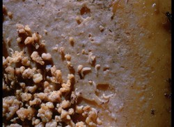 Waspada! 8 Makanan Berbahaya yang Bisa Dijumpai Turis (1)