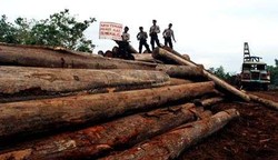 Satgas Sita 450 Ton Kayu Hasil Perambahan Liar di Cagar Biosfer