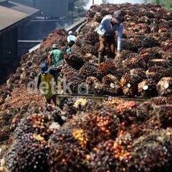 Eropa Ketergantungan Sawit RI, Ini Datanya