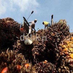 Sawit Indonesia Seperti Boeing Bagi Eropa