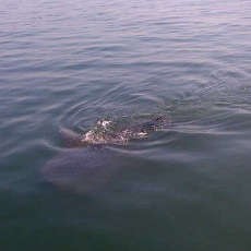 Puluhan Hiu Tutul Muncul di Perairan Pasuruan