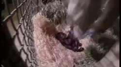 Terpisah Sejak Lahir, Bayi Gorilla Akhirnya Bertemu dengan Ibunya