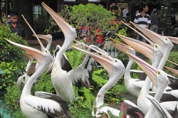 Tempat Liburan Keluarga yang Paling Asyik, Ya Kebun Binatang