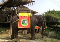 Aneka Atraksi Wisata di Royal Safari Garden Puncak