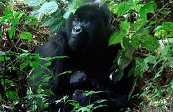 Aneka Kisah Unik & Lucu Kaburnya Hewan dari Kebun Binatang