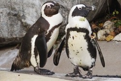 10 Kebun Binatang Terbesar Sedunia (1)