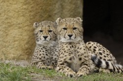 10 Kebun Binatang Terbaik di Dunia (2)