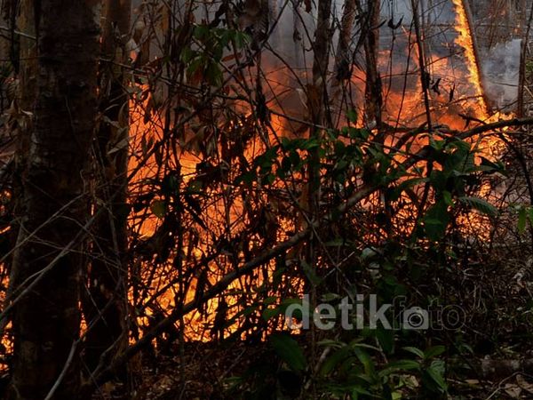Hutan Riau Masih Membara
