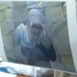 Polisi Siap Sebarkan Sketsa Wajah Dokter Penculik Bayi