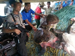 Polisi Tangkap 8 Kapal dan 2 Ton Ikan Terkait Illegal Fishing di Sulbar