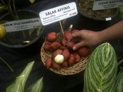 RI Punya Salak Langka, Idola Para Turis Asing